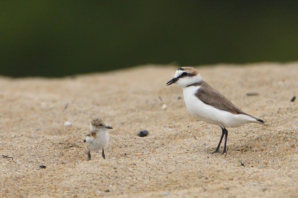 Traversée en voilier écoresponsable vers les Glénan