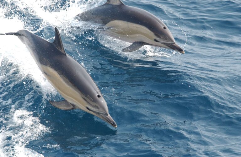 Naviguer à la voile c'est souvent avoir la chance d'observer des dauphins