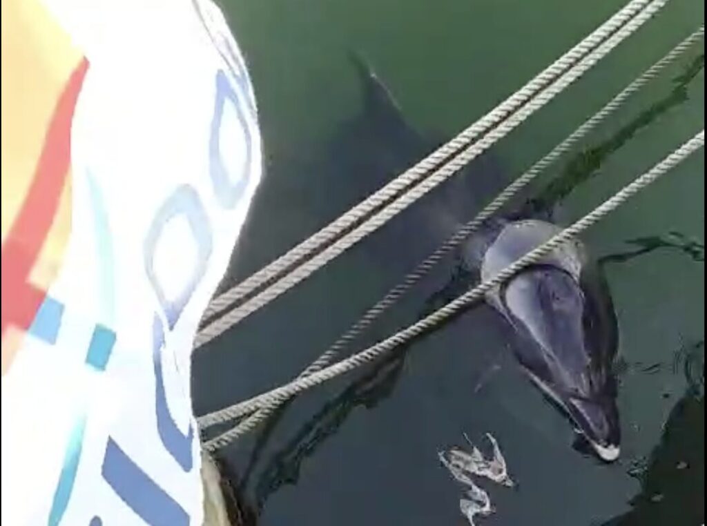 Randy, le dauphin solitaire du port de Concarneau, curieux des passagers en route pour les Glénan